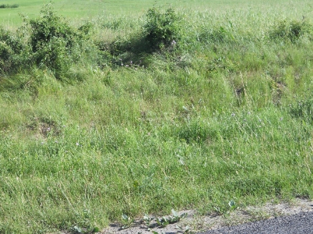 Działka Sprzedaż Zarośle Cienkie 1