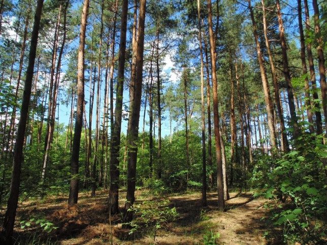 Działka Sprzedaż Konstancin-Jeziorna Długa 3