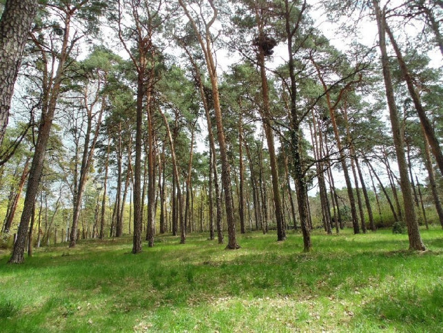 Działka Sprzedaż Konstancin-Jeziorna Królewska Góra 2