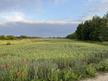 Działka Sprzedaż Cybulice